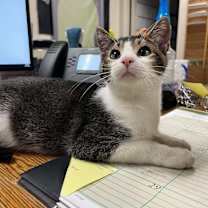 Thumbnail photo of Teto #1