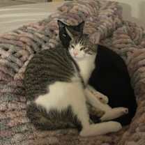 Thumbnail photo of Tomasso #2