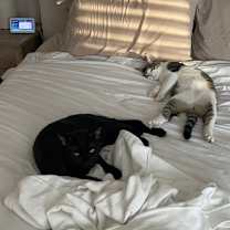 Thumbnail photo of Tomasso #4