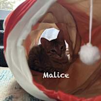 Thumbnail photo of Malice #2