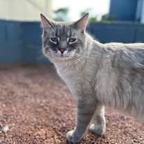 Thumbnail photo of Blu #1