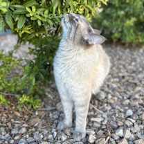 Thumbnail photo of Blu #2