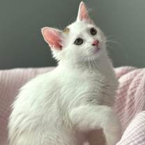 Thumbnail photo of Giza #4