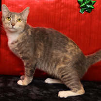 Thumbnail photo of Juniper #1