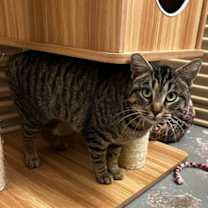 Thumbnail photo of Bobbi #1