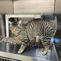 Thumbnail photo of Bobbi #3