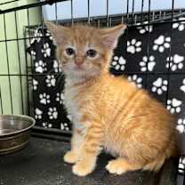 Thumbnail photo of Valentino #1