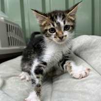 Thumbnail photo of Luke #1