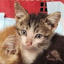 Thumbnail photo of Xan #2