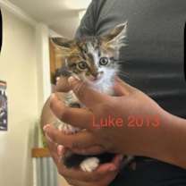 Thumbnail photo of Luke #2