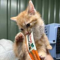 Thumbnail photo of Valentino #3