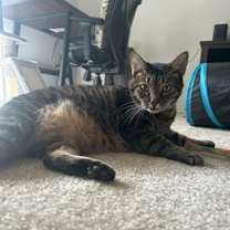 Thumbnail photo of Kit Kat #3