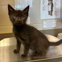 Thumbnail photo of Kole #1