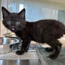 Thumbnail photo of Stevie #1