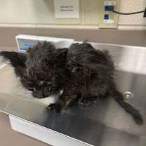 Thumbnail photo of Stevie #2