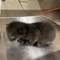 Thumbnail photo of Kole #2