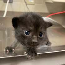 Thumbnail photo of Kole #3