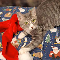 Thumbnail photo of Phoenix #1