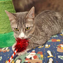 Thumbnail photo of Phoenix #4