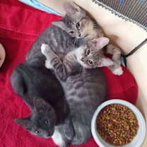 Thumbnail photo of Nalani #4