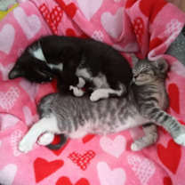 Thumbnail photo of Nemo #2