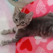 Thumbnail photo of Nikolai #1