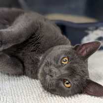 Thumbnail photo of Oscar #2