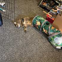 Thumbnail photo of Mercury #2