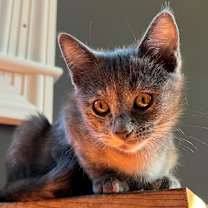 Thumbnail photo of Taylor #2