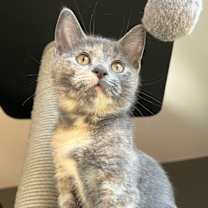 Thumbnail photo of Taylor #3