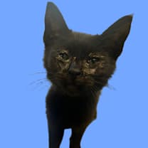 Thumbnail photo of TUSC-Stray-82923 #1