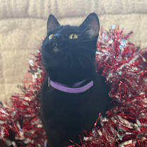 Thumbnail photo of Bam #1