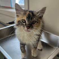 Thumbnail photo of TUSC-Stray-82938 #3