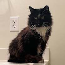 Thumbnail photo of Tux #1