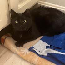 Thumbnail photo of Binx (Formerly Twix) #1