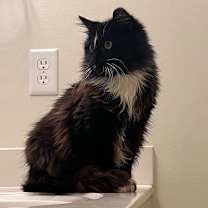 Thumbnail photo of Tux #2