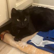 Thumbnail photo of Binx (Formerly Twix) #3