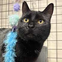 Thumbnail photo of Puppet #1