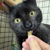 Thumbnail photo of Puppet #4