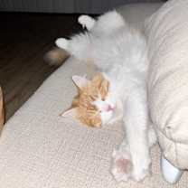 Thumbnail photo of Squish #3