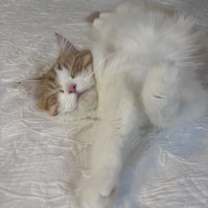 Thumbnail photo of Squish #4