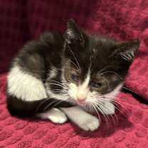 Thumbnail photo of Sylvester* #3