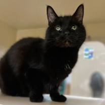 Thumbnail photo of Tazzy~s25/26-0293 #2