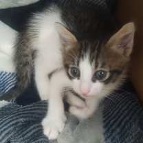 Thumbnail photo of Lil Boy #2