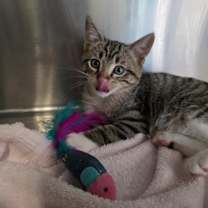 Thumbnail photo of Ronnie #3