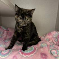 Thumbnail photo of Justine #1