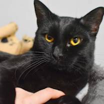 Thumbnail photo of Mango #1