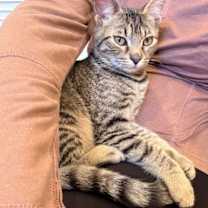 Thumbnail photo of Beau #1