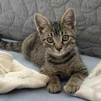 Thumbnail photo of Beau #2