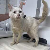 Thumbnail photo of Macklemore #1